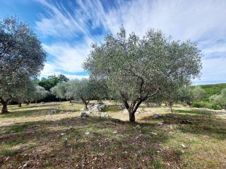 Terreno agricolo in vendita a sant'angelo romano località selva