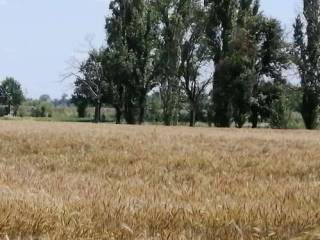 Terreno agricolo in vendita a bastiglia 