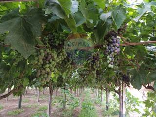 Terreno agricolo in vendita a chiaramonte gulfi c/da mazzarronello