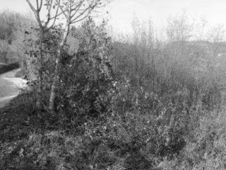 Terreno agricolo in vendita a tregnago in prossimità di via verdella e di via precastio