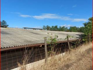 Azienda agricola all'asta ad anguillara sabazia lago di martignano