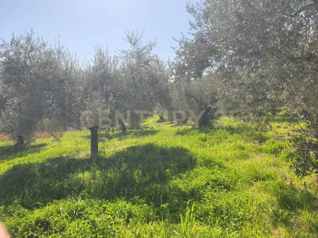 immagine annuncio 6 di 11
