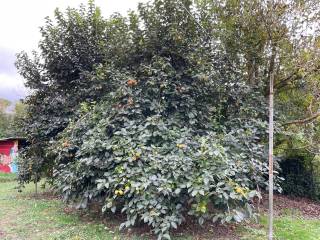 Terreno agricolo in vendita a livorno via fonte della puzzolente