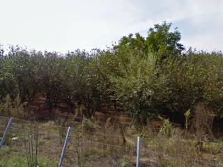 Terreno agricolo in vendita a striano via saudone