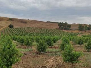 Terreno agricolo in vendita a leonforte contrada scavo, snc