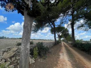 Terreno agricolo in vendita a tricase strada comunale montesano tutino