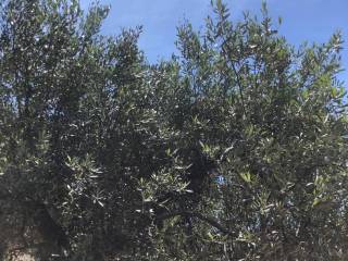 Terreno agricolo in vendita a pagliara sp25