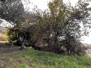 Terreno agricolo in vendita a perdifumo 