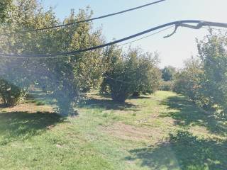 Terreno agricolo in vendita a gallese strada provinciale gallese