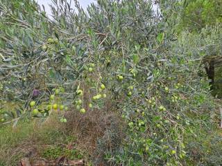 Terreno agricolo in vendita a grosseto via etna