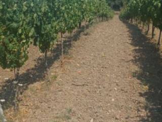 Terreno agricolo in affitto a casalduni ferrarisi