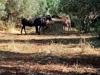 Terreno agricolo in vendita a mignano monte lungo via casilina, 143