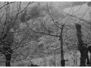 Terreno agricolo in vendita a tregnago via verdella