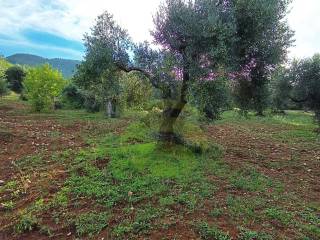 Terreno agricolo in vendita a palombara sabina località salvia