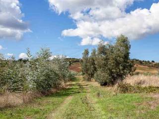 Terreno residenziale in vendita a capalbio 