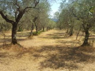 Terreno agricolo in vendita a sezze via melogrosso