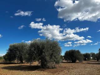 Terreno agricolo in vendita a scanzano jonico via olivastreto