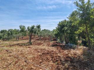 Terreno agricolo in vendita a monopoli contrada paretano