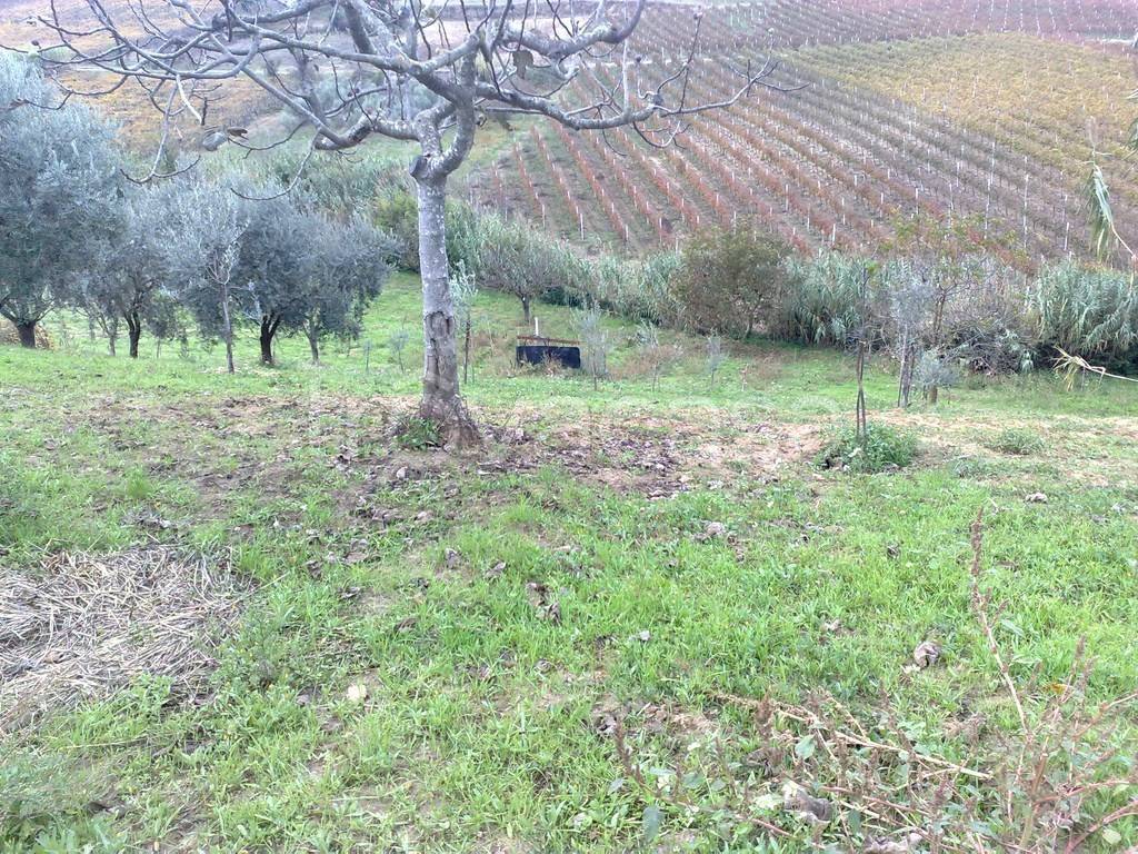 immagine annuncio 8 di 12