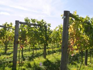 Terreno agricolo in vendita a caldaro sulla strada del vino st. josef am see