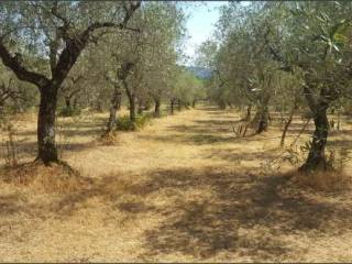 Terreno agricolo in vendita a sezze 