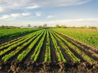 Terreno agricolo in vendita a mira via miranese