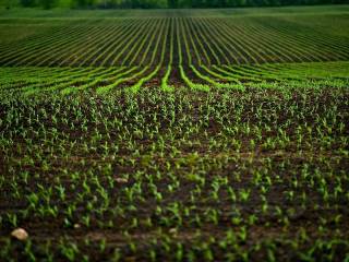 Terreno agricolo in vendita a mogliano veneto via bonfadini italia ,