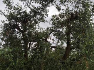 Terreno agricolo in vendita a perugia via del panorama, 10