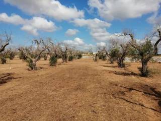 Terreno agricolo in vendita a castrignano del capo via vicinale campana s.n.c.