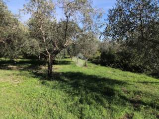 Terreno agricolo in vendita a salisano via tancia