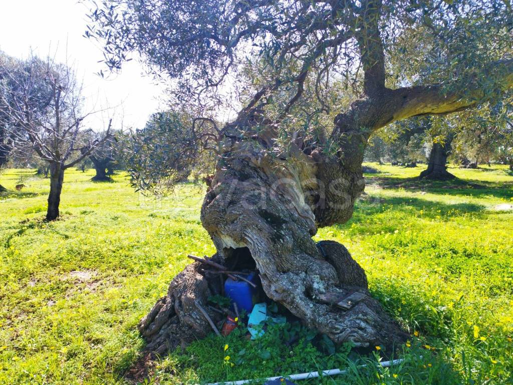 immagine annuncio 3 di 11
