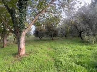 Terreno agricolo in vendita a genazzano via frascheto