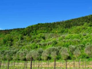 Terreno agricolo in vendita a tregnago tregnago