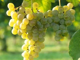 Terreno agricolo in vendita a cison di valmarino 