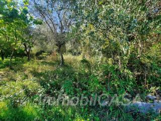 Terreno agricolo in vendita a san pier niceto contrada terre bianche