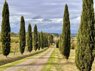 Casale in vendita a peccioli via del molino, 91