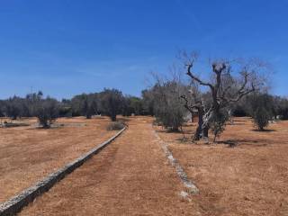 Terreno agricolo in vendita a maglie via vecchia maglie-palmariggi s.n.c.