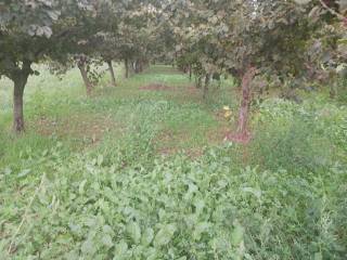 Terreno agricolo in vendita a mercato san severino via nocelleto