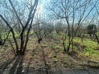 Terreno agricolo in vendita a palma campania via carpinelli