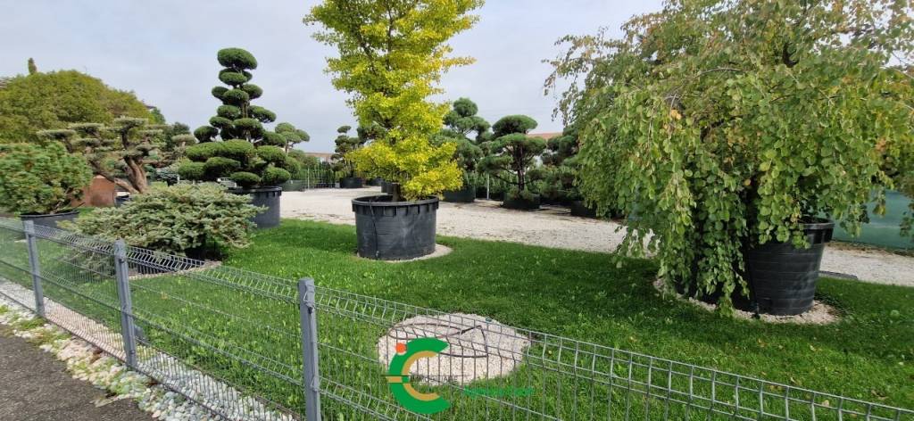 immagine annuncio 5 di 9