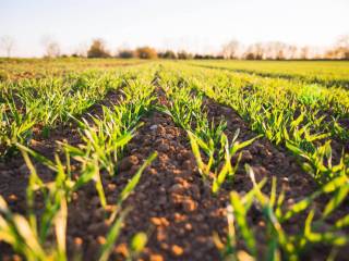 Terreno agricolo in vendita a tarquinia 