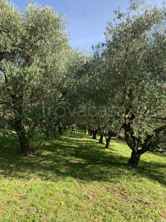 immagine annuncio 2 di 6