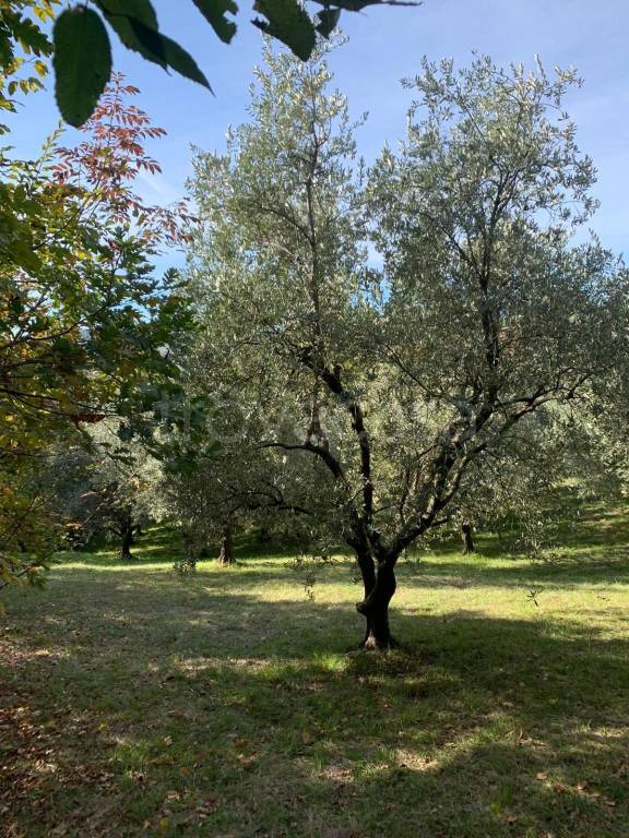 immagine annuncio 3 di 6