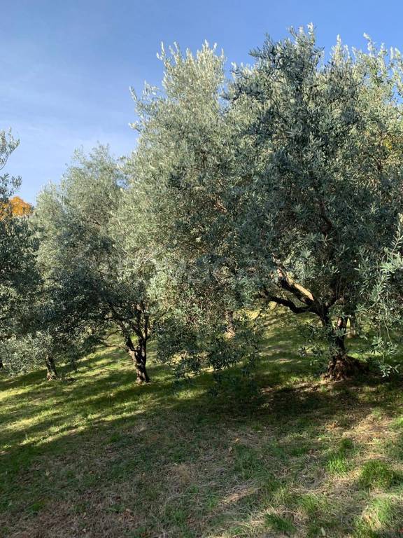 immagine annuncio 4 di 6