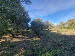 Terreno agricolo in vendita a torre le nocelle felette