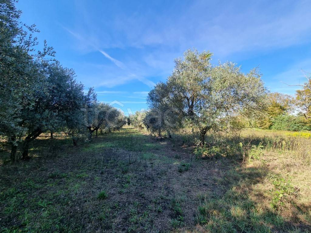 immagine annuncio 6 di 13