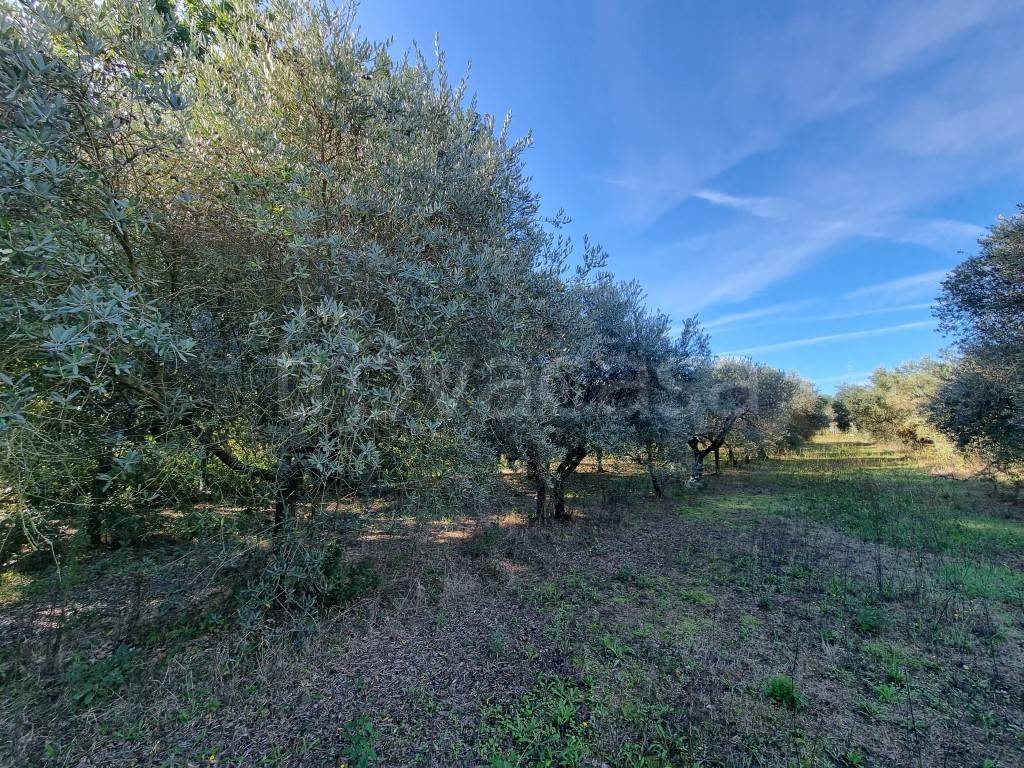 immagine annuncio 12 di 13