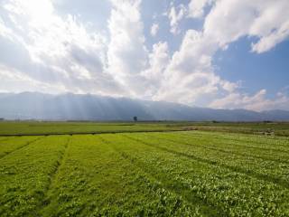 Terreno agricolo in vendita a bardolino 