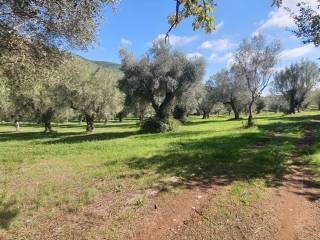 Terreno agricolo in vendita a giano vetusto via marotta