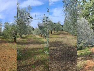 Terreno agricolo in vendita a bibbona località vallone, 1